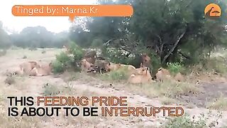 Lion fight and cheetahs at full-speed!
