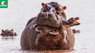 5 Best Animal Parents Of Wild Animals