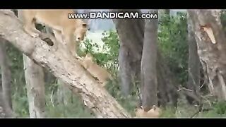 Pets and Animals 20-2-2023-2