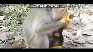 Pets and Animals 20-2-2023-3
