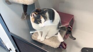 Cute Cat