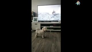 Total funney video