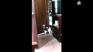 Total funney video part 2