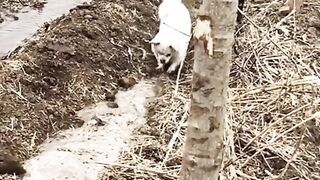 If you like it, I do it #fypシ #foryou #foryoupage #funnyvideos #dogsoftiktok