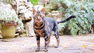 Cat Baby cute Funny