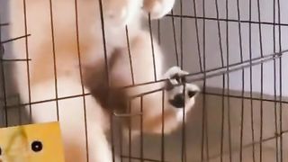 I'm facing you #fypシ #foryou #foryoupage #funnydog