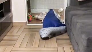 Funny video