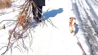 #funnyvideos #funny #fypシ #funnydog