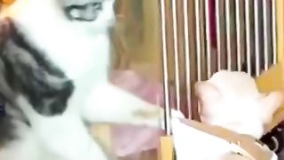 #funny #funnyvideos #fypシ #funnycat #funnydog