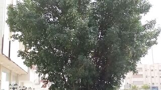 Its big tree