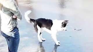 viral tiktok 2023|dog