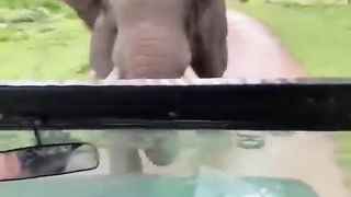 Elephant attack