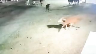 lion attack  cow in gujrat