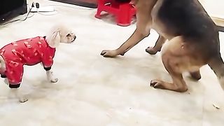 #fypシ #foryou #foryoupage #funnyvideos #dogsoftiktok