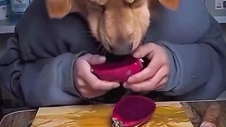 #funny #funnyvideos #fypシ #fyp #funnydog #funnypets #funnyanimals