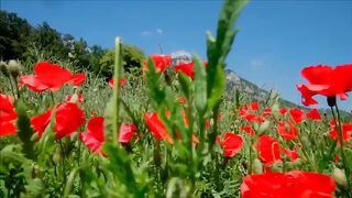 surah rahman full with urdu translation