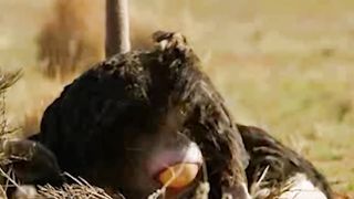 Hungry Hyena seeks An ostrich For dinner