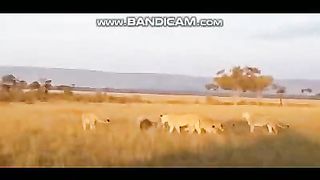 Pets and Animals 20-2-2023-6
