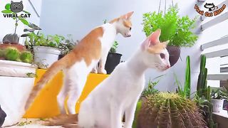 4k Quality Animal Movie - Welcoming New Members Tom & Abby Kitten Brothers | Viral Cat