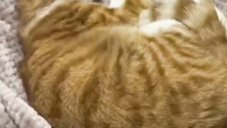 Kompilasi kucing lucu
