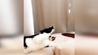 Funny animals - Funny cats and dogs - Funny animal videos