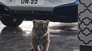 Cheetah baby