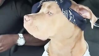 Funny Animal Videos 2023 ???? - Funniest Dogs And Cats Videos ????????