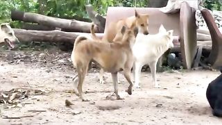 Dog meeting
