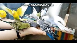 Pets and Animals 20-2-2023-7