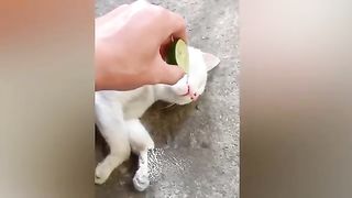 Funniest Animals ???? Funny Cats and Dogs Videos 2023 ???????? #Part10