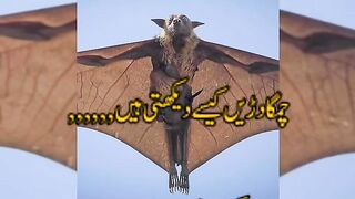 چمگاڈریں
