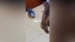 Funny Animal Videos 2023 ???? - Funniest Cats And Dogs Video ???????? #08