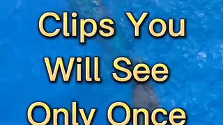 fish clips you will see once