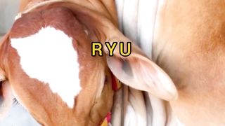 Mashaallah ❤️ cow ❤️