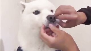 Cute white dog