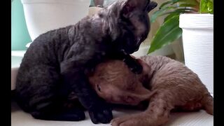 Just a Friendly Fighting of Kittens