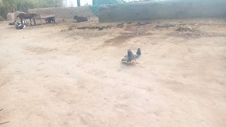 Love of Birds
