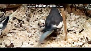 Pets and Animals 20-2-2023-8