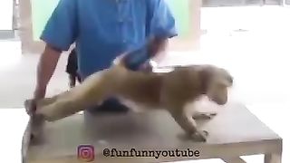 Monkey funny reals o