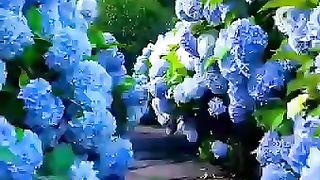 The nature beauty how beautiful