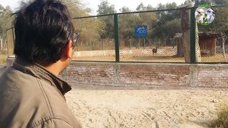 Sambar Deer |Where do sambar deer live? Where are they found? And What do deer eat? Bahawalnagar zoo