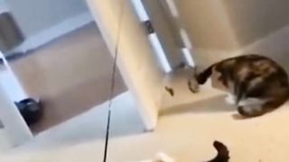 funny animal videos 2023 funny_animal_videos  funny_pets_videos  funny_animal_videos  funny_petz_videos 2023 funny animal funny videos 2023
