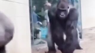 funny animal videos 2023 funny_animal_videos  funny_pets_videos  funny_animal_videos  funny_petz_videos 2023 funny animal funny videos 2023