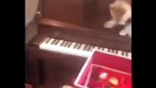funny animal videos 2023 funny_animal_videos  funny_pets_videos  funny_animal_videos  funny_petz_videos 2023 funny animal funny videos 2023