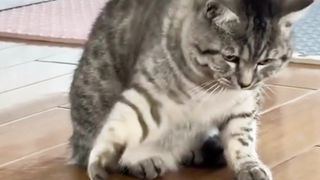 Funny cat videos