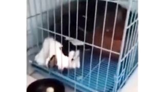 funny animal videos 2023 funny_animal_videos  funny_pets_videos  funny_animal_videos  funny_petz_videos 2023 funny animal funny videos 2023