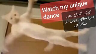 Funny Cats & dogs