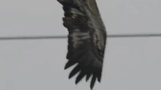 Eagles power