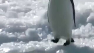 So funny cats compilation ????????????