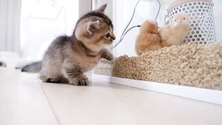 funny cats video